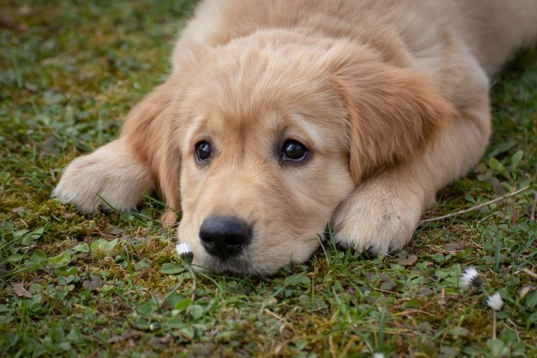 races de chien qui sont des petits anges