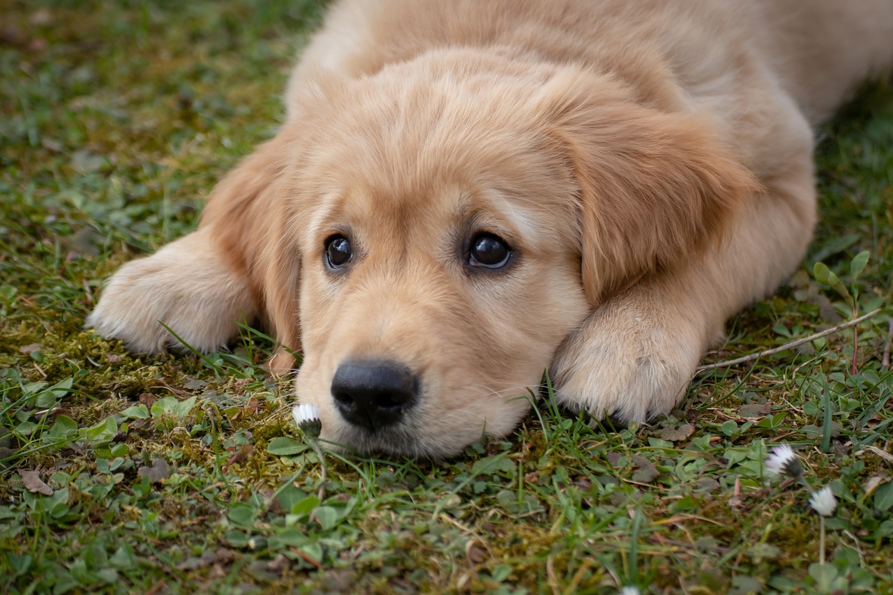 races de chien qui sont des petits anges