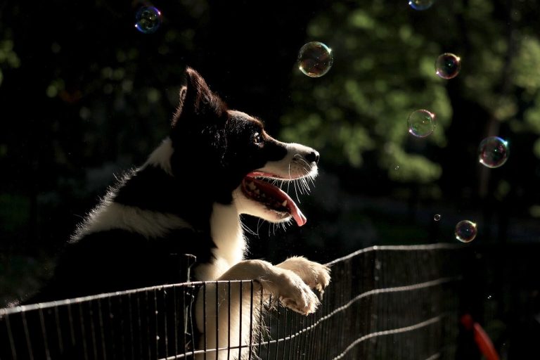 4 races de chien qui peuvent apprendre le plus de tours
