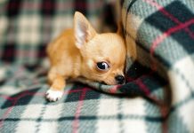 races de chien prenne soin d’elles