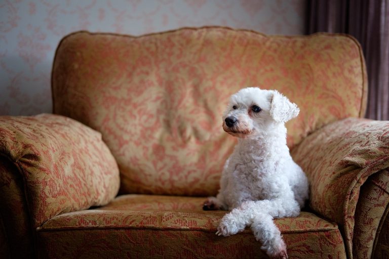 5 races de chien qui vont respecter les règles de la maison