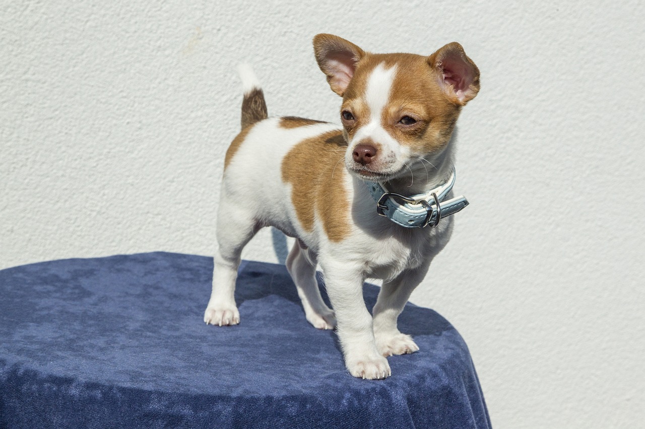 races chien se laissent pas marcher sur les pieds