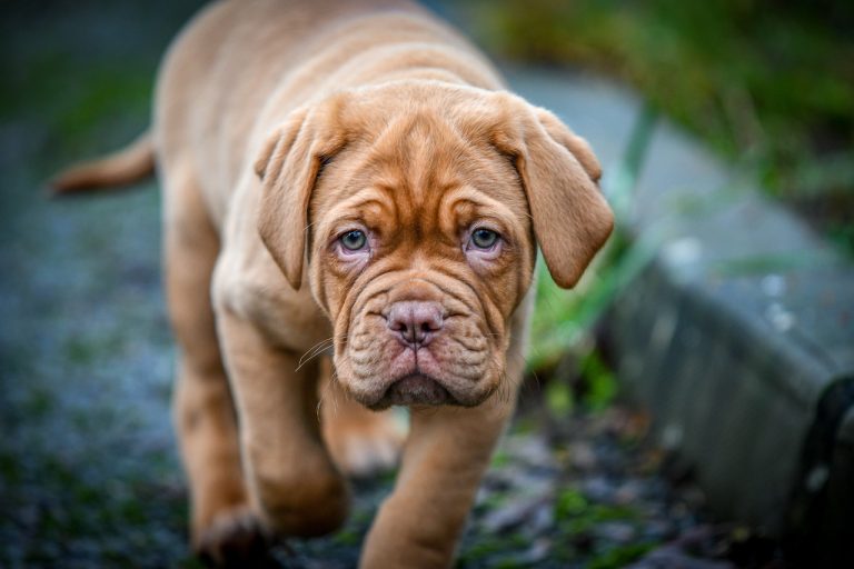 5 races de chien qui sont les plus sereines