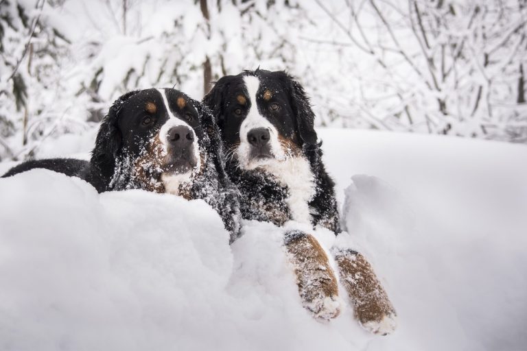 4 races de chien que vous pourrez emmener au ski avec vous