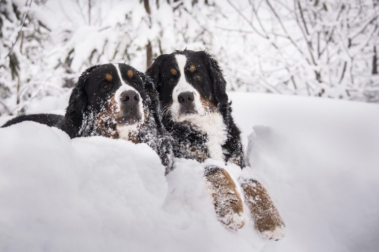 races de chien ski