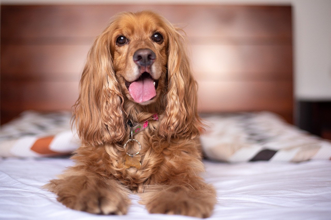 races de chien qui tiennent le plus à leur maître