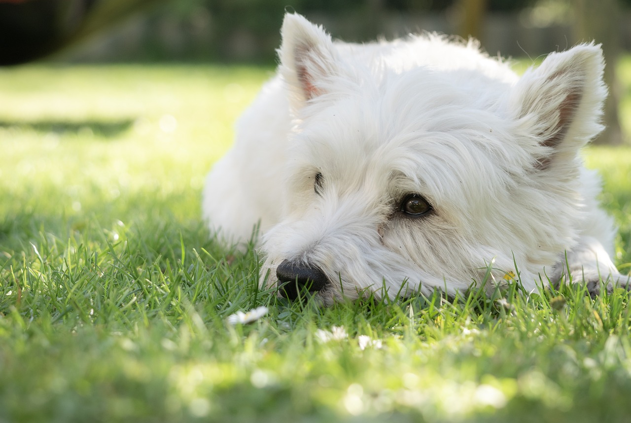 races de chien inoffensives