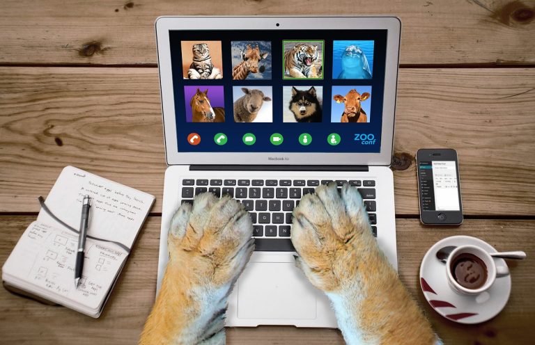 9 vidéos de chiens les plus étonnantes de la semaine