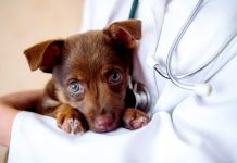 aliments très dangereux pas donner à votre chien