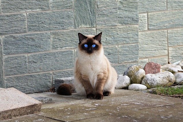 race de chat moulins à parole