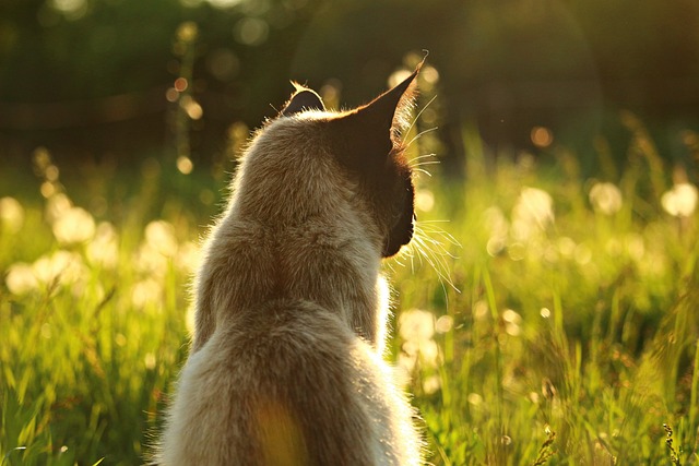 chat moulins à parole