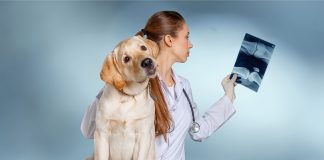 cellules souches sauvent chiens atteints du cancer