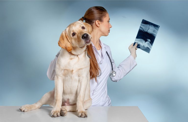 La technologie des cellules souches sauve des chiens atteints du cancer
