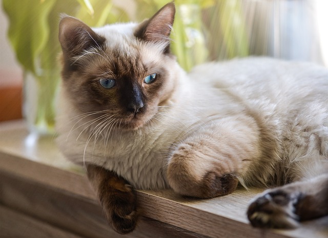 chat accaparer votre attention