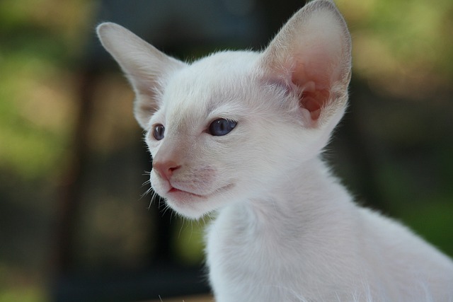 chat poils blancs