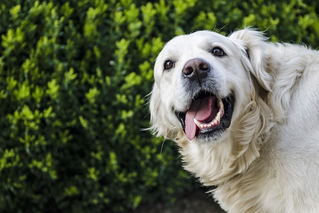 chien dépendant