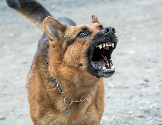 chien mord surpris