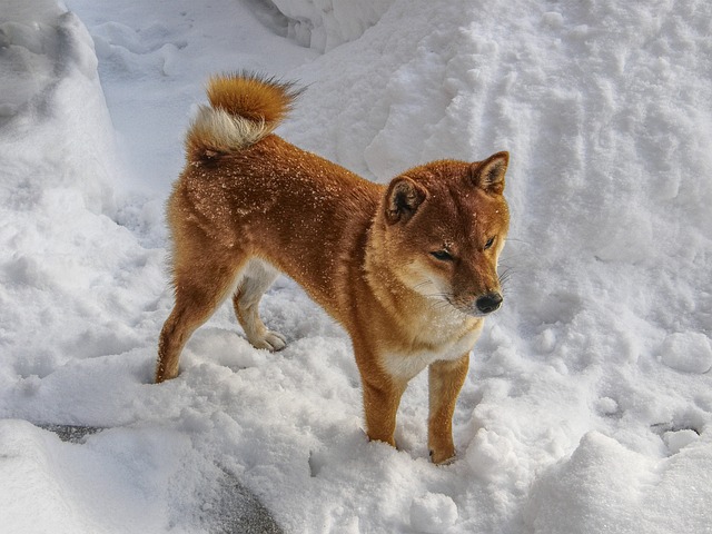 chien pas adopter coup de tête