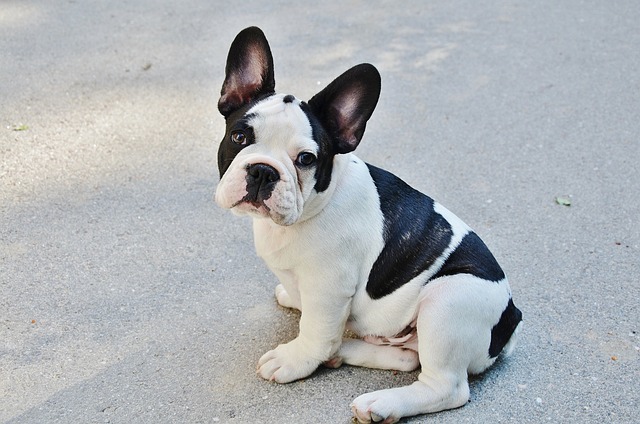 chien à la peau plissée