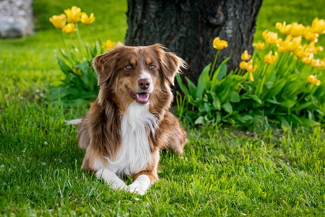 chien tendance