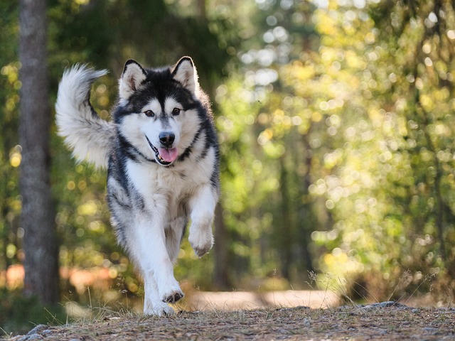 chien qui va vous épuiser
