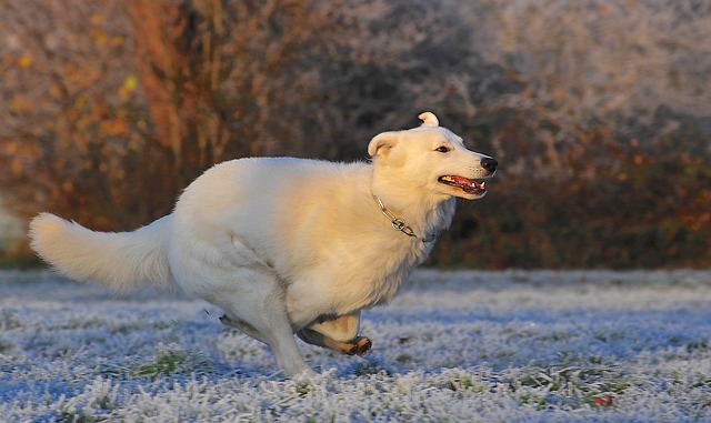 chien vit à 100 à l'heure