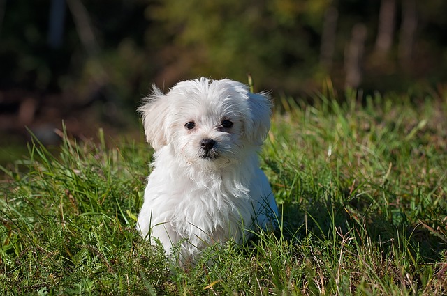 comment éduquer son chiot