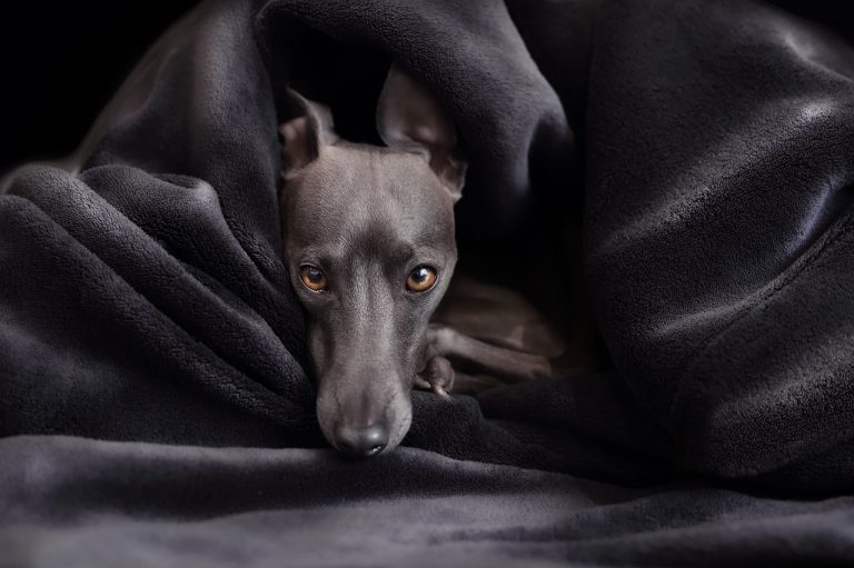 4 races de chien qui ne peuvent pas dormir dehors
