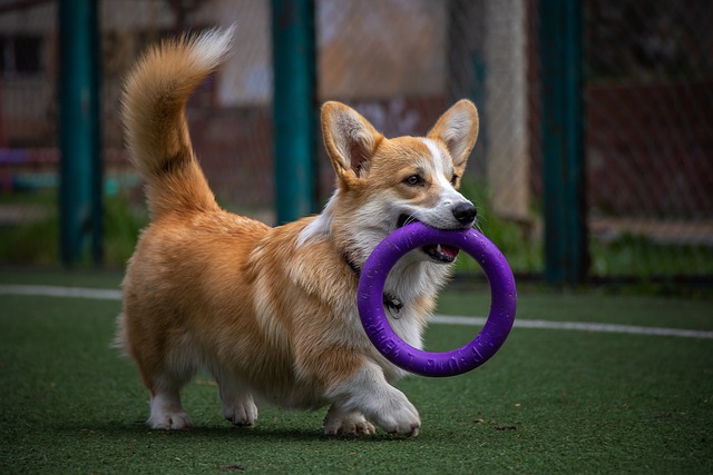 agilité pour chiens