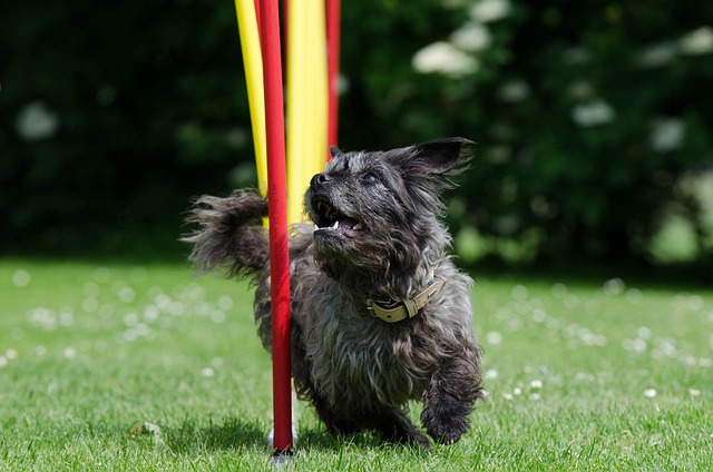 Entraînement agilité pour chiens