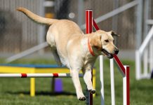 Entraînement à l'agilité pour chiens