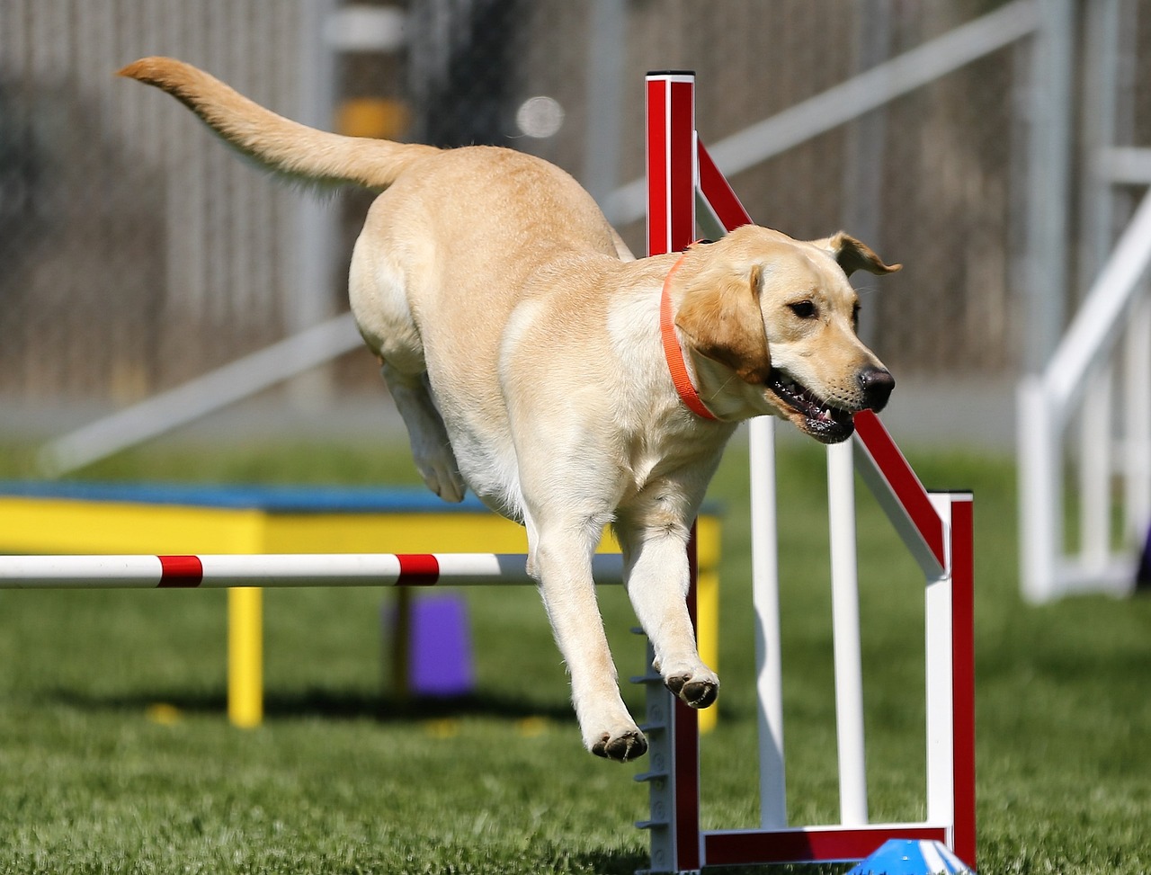 Entraînement à l'agilité pour chiens