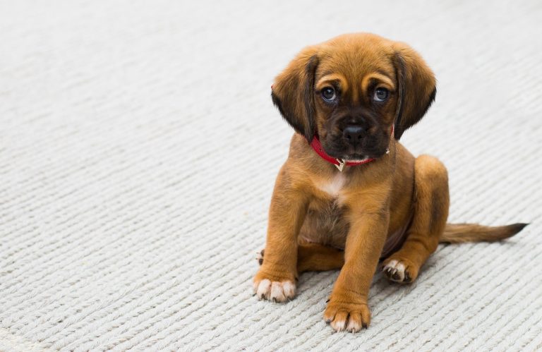 L’éducation d’un chiot social commence avec ces 4 principes