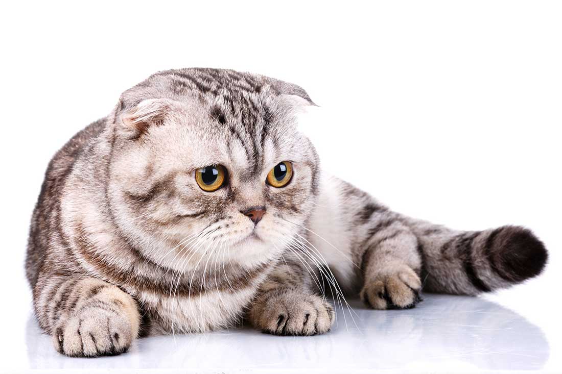 Les 9 races de chat qui sont des bonnes pâtes Animal.ch