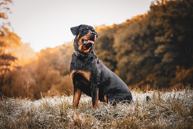 race chien plus musclée