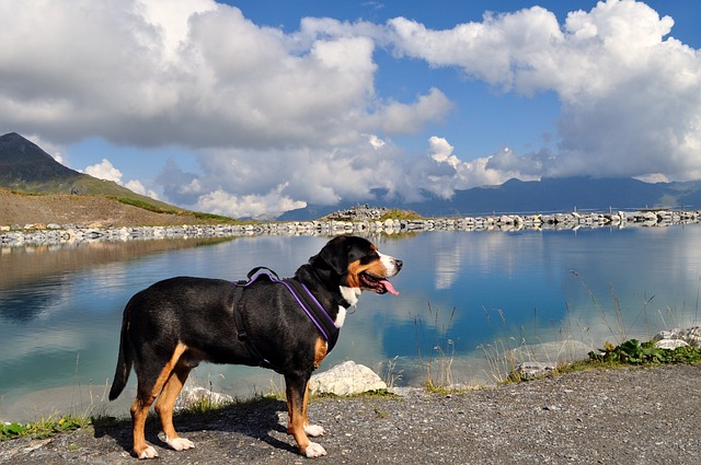 race chien pas passer de vous