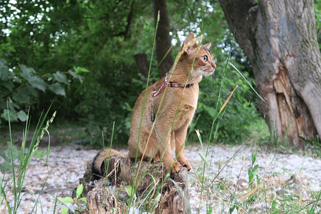 race de chat adroite