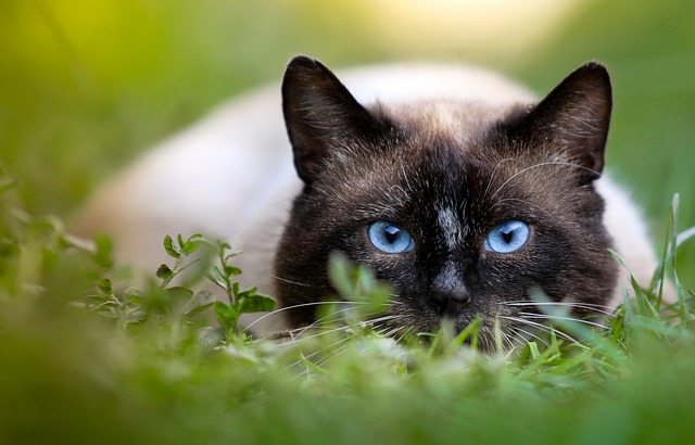 race de chat besoin stimulations