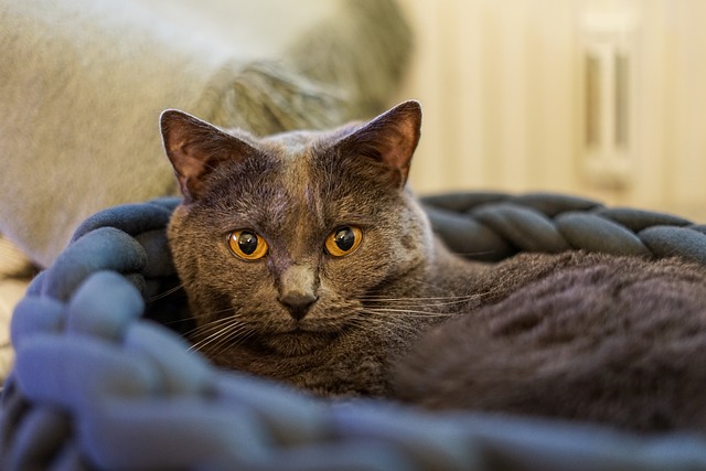 race de chat bourrée de qualité