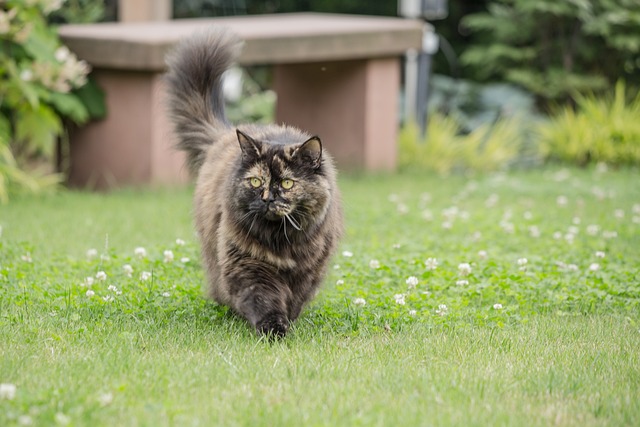 race de chat pas air amicale