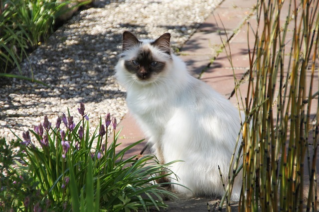 race de chat poils blancs