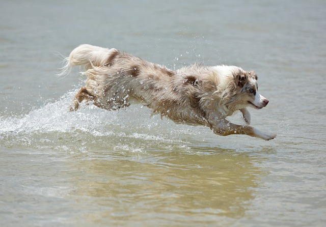 race chien vive à 100 à l'heure