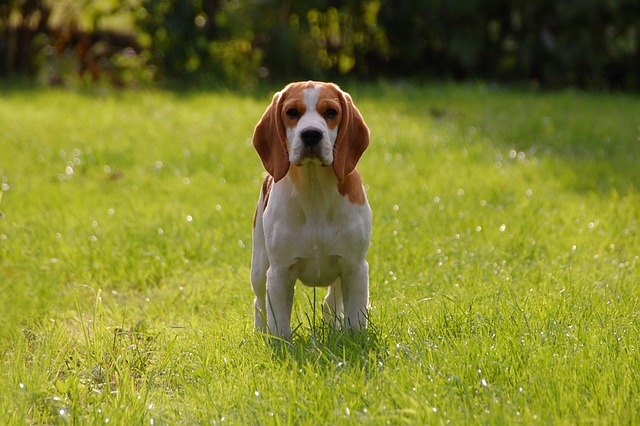 race de chien accueillir sans question