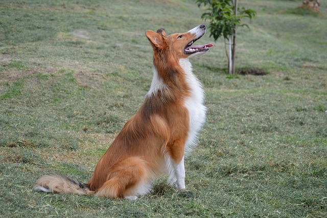 race de chien aime pas prendre de risque