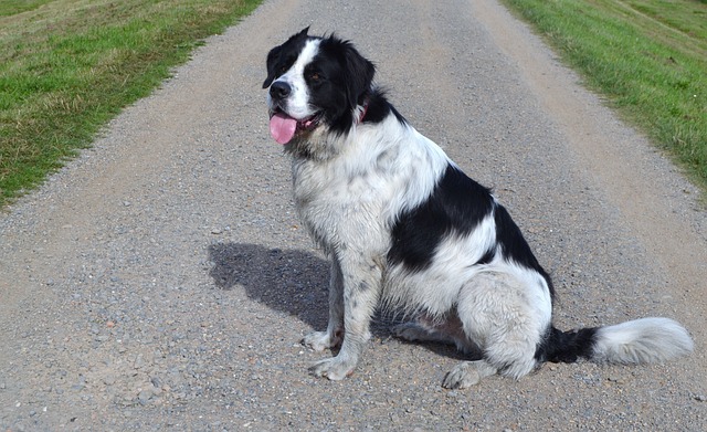 race de chien chaleureuse