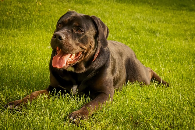 race de chien plus musclée