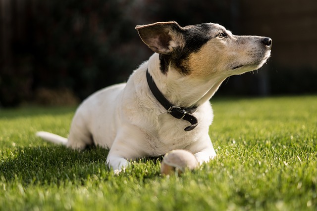 race de chien ressorts