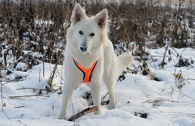 races chien beaucoup stimulation