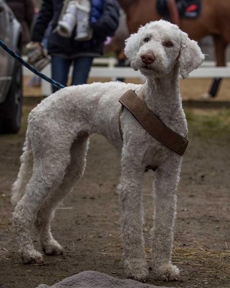 races chien bizarres