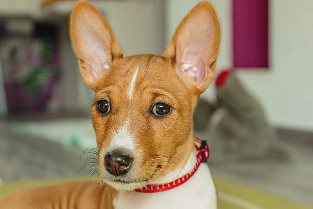 races chien cohabiter chat